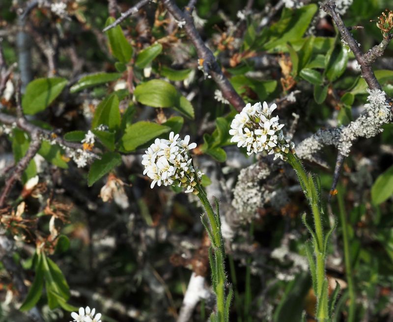 Lundatrakten, Arabis hirsuta. .jpeg