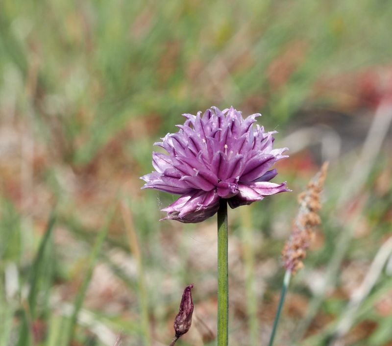Alvargräslök, Allium schoenoprasum. .jpeg