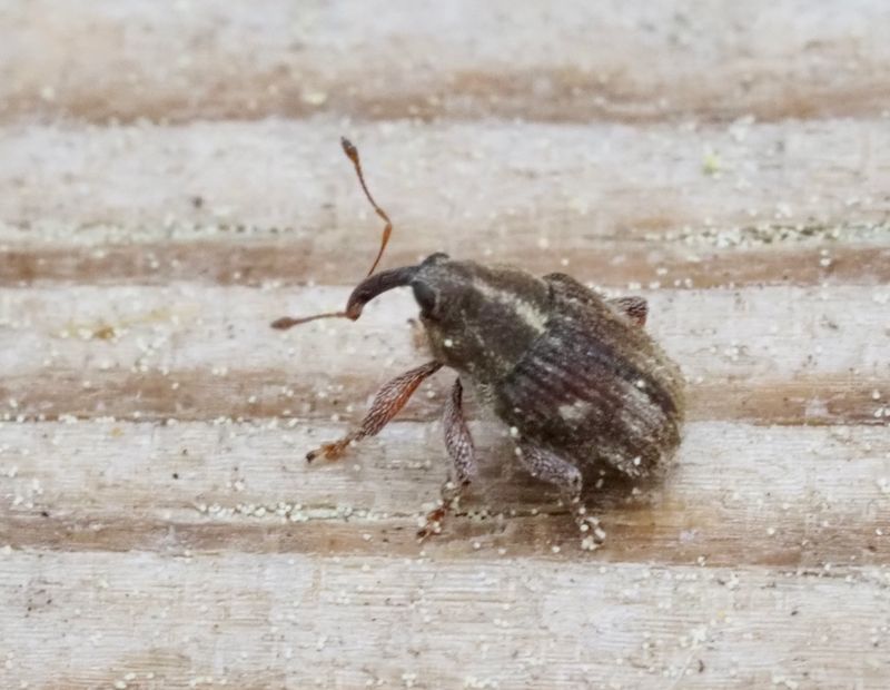 Trichosirocalus barnevillei .jpeg