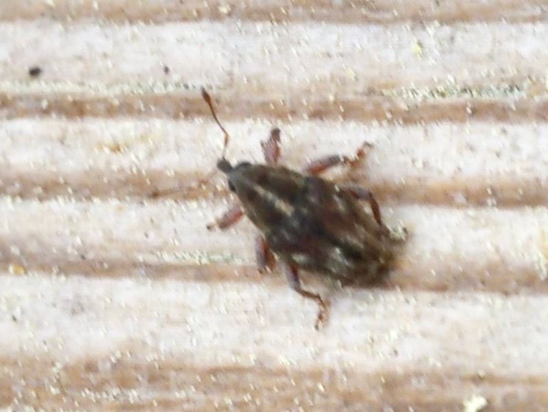 Trichosirocalus barnevillei .jpeg