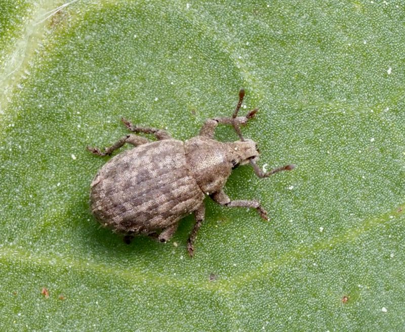 Romualdius_scaber.jpg