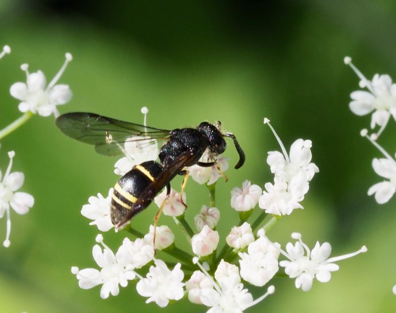 Trebandad murargeting, Ancistrocerus trifasciatus. .jpeg
