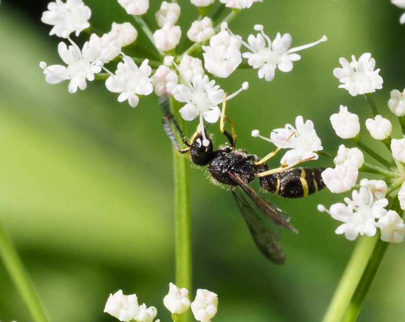 Trebandad murargeting, Ancistrocerus trifasciatus. .jpeg