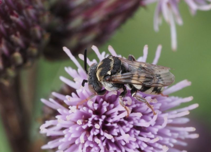 Ängsfiltbi, Epeolus variegatus