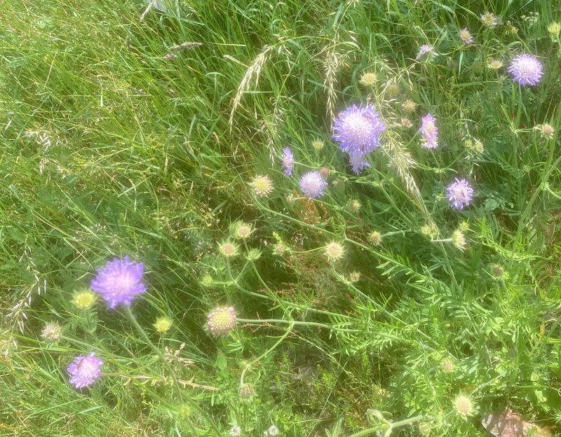 Fältvädd, Scabiosa combaria, jag jpeg