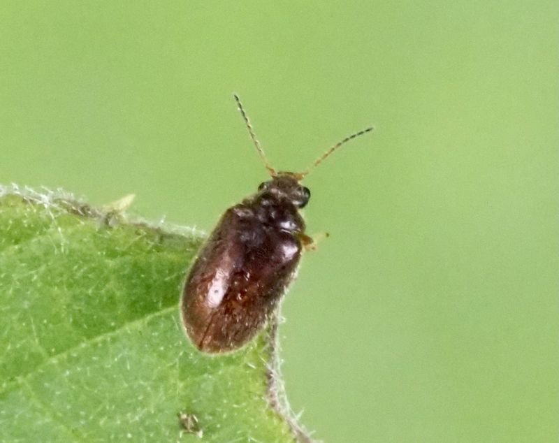 Contacyphon palustris. jpeg