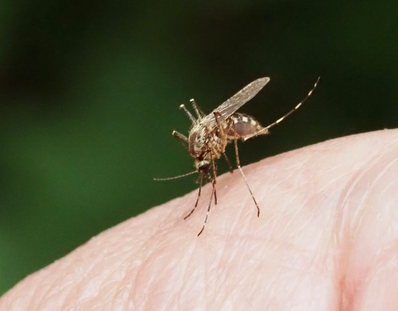 Mrkbandad kustmygga, Aedes dorsalis. jpeg