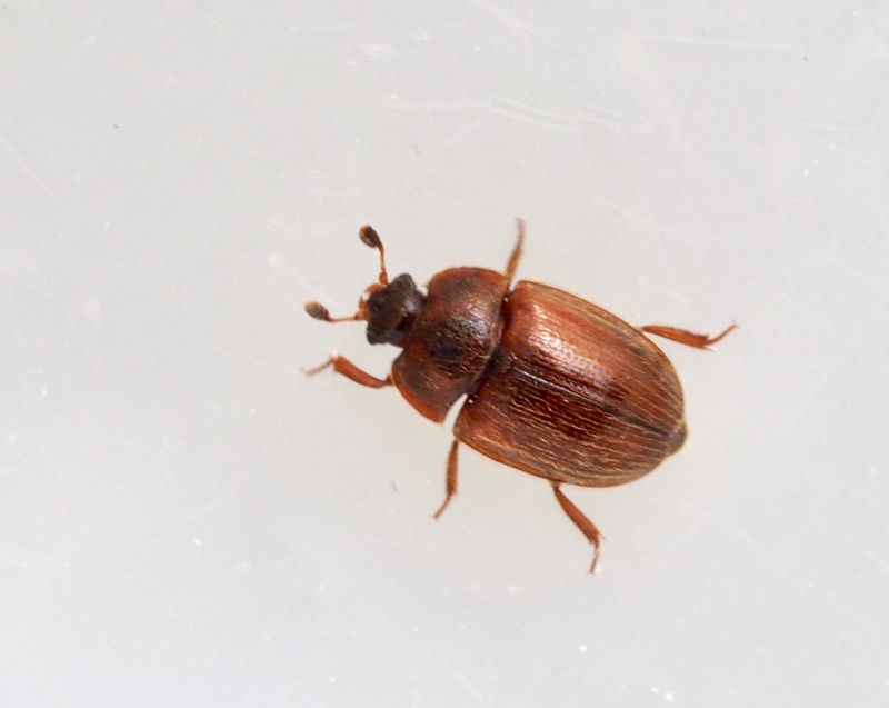 Pocadius ferrugineus. .jpeg