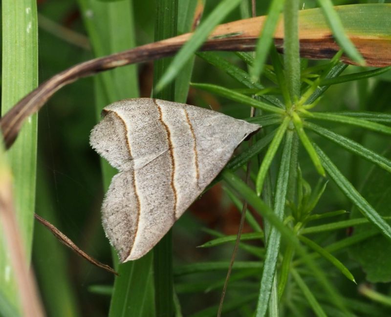 Mätarfl, .Colobochyla salicalis. jpeg
