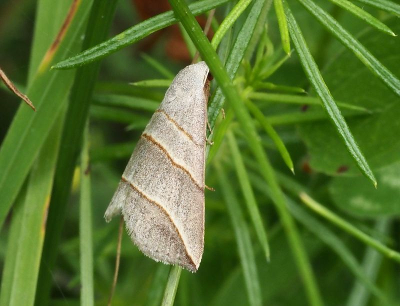 Mätarfl, Colobochyla salicalis. jpeg