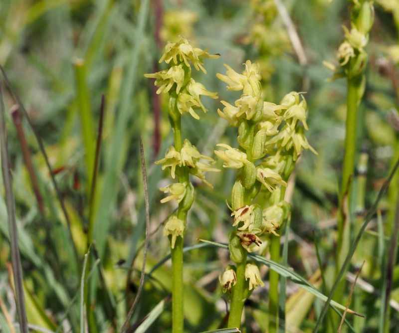 Honungsblomster, Herminiium monorchis, Musk Orchid. jpeg