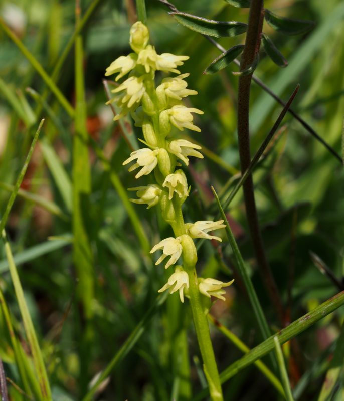 Honungsblomster, Herminiium monorchis, Musk Orchid. jpeg