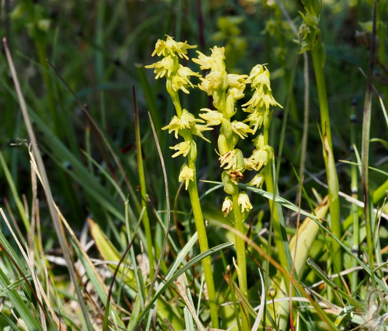Honungsblomster, Herminiium monorchis, Musk Orchid. jpeg