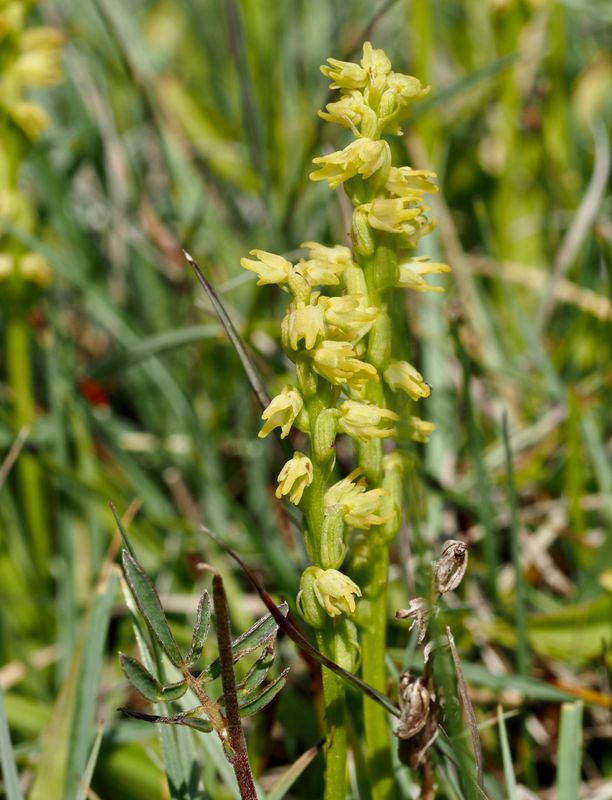 Honungsblomster, Herminiium monorchis, Musk Orchid. jpeg