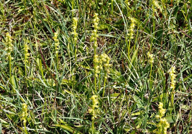 Honungsblomster, Herminiium monorchis, Musk Orchid. jpeg