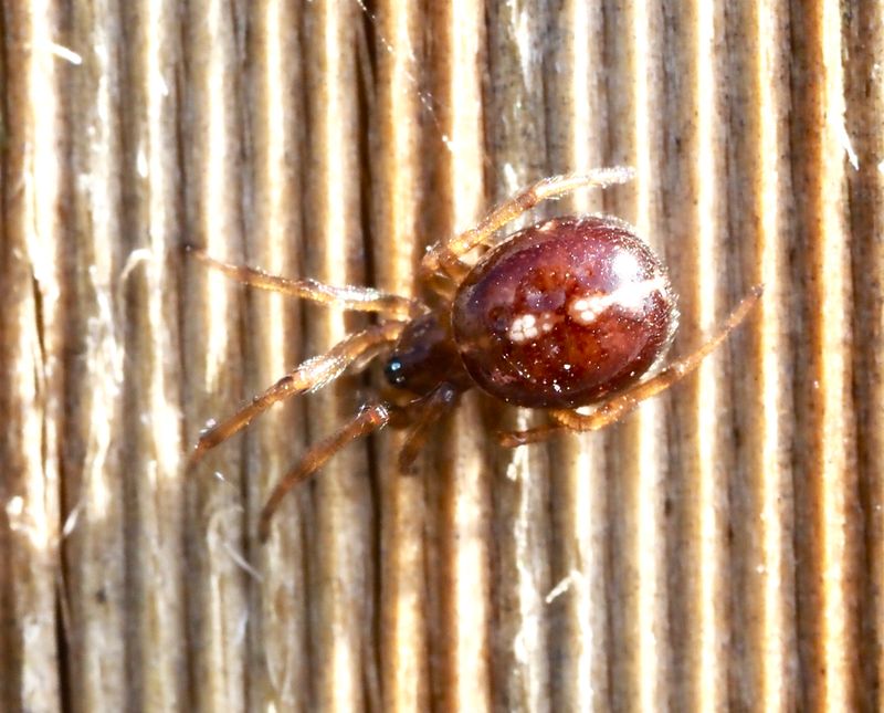 Blodglansspindel (Hypsosinga sanguinea).jpg