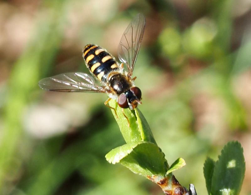 Ljus buskblomfuga, Parasyrphus annulatus. jpeg