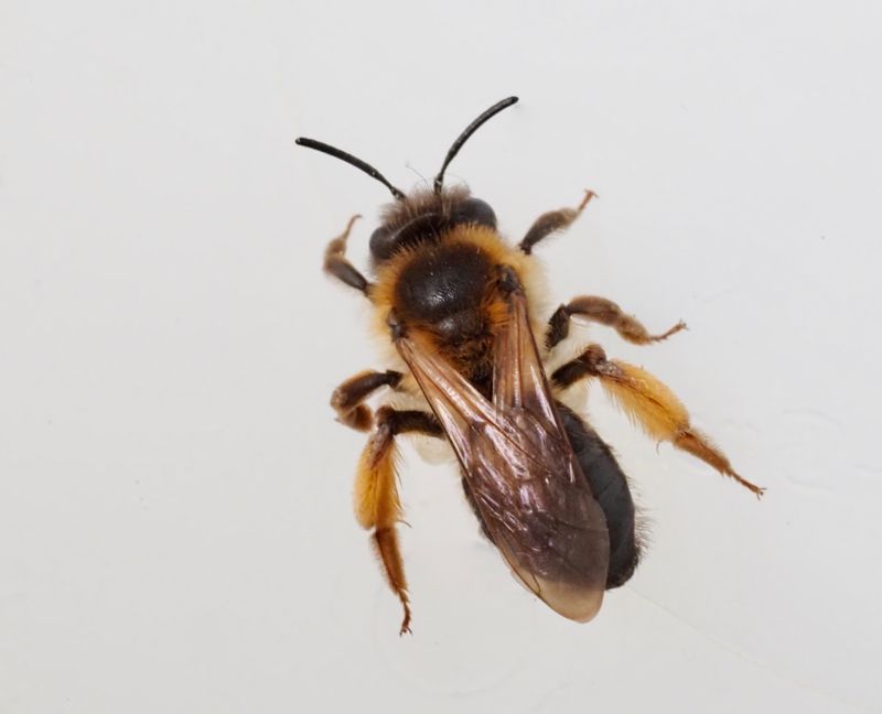 Lnnsandbi, Andrena tibialis. jpeg