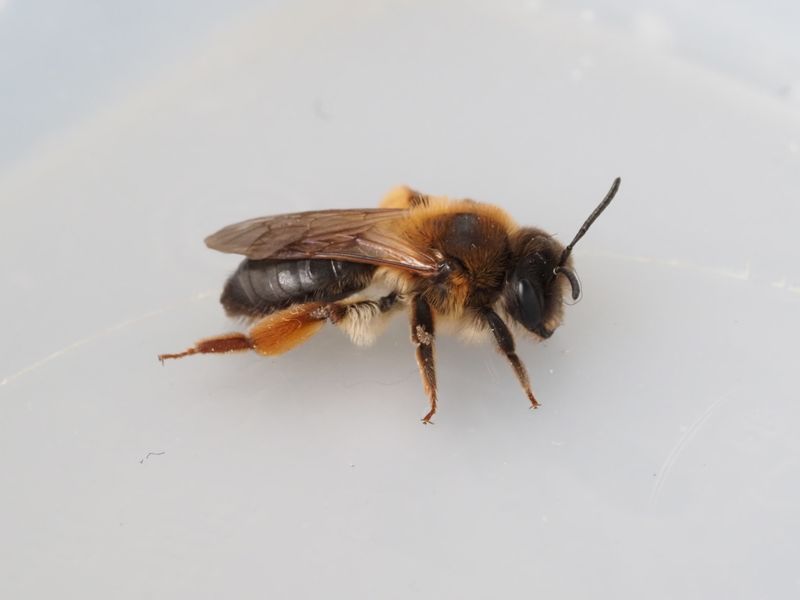 Lnnsandbi, Andrena tibialis. jpeg
