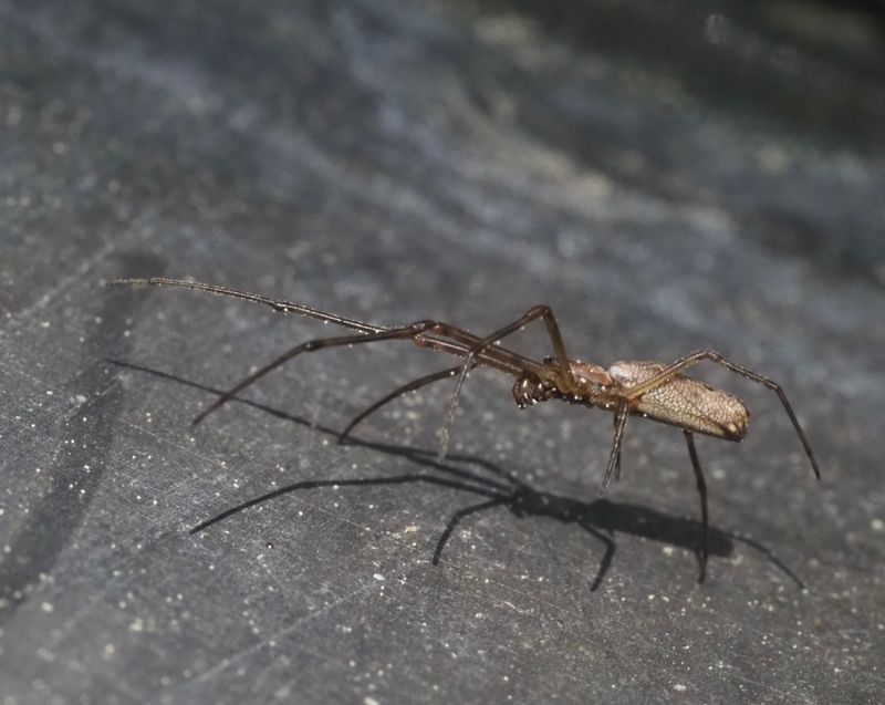 Gyllenstreckspindel, Tetragnatha montana. .jpeg