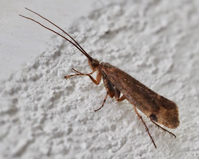 Limnephilus bipunctatus. jpeg