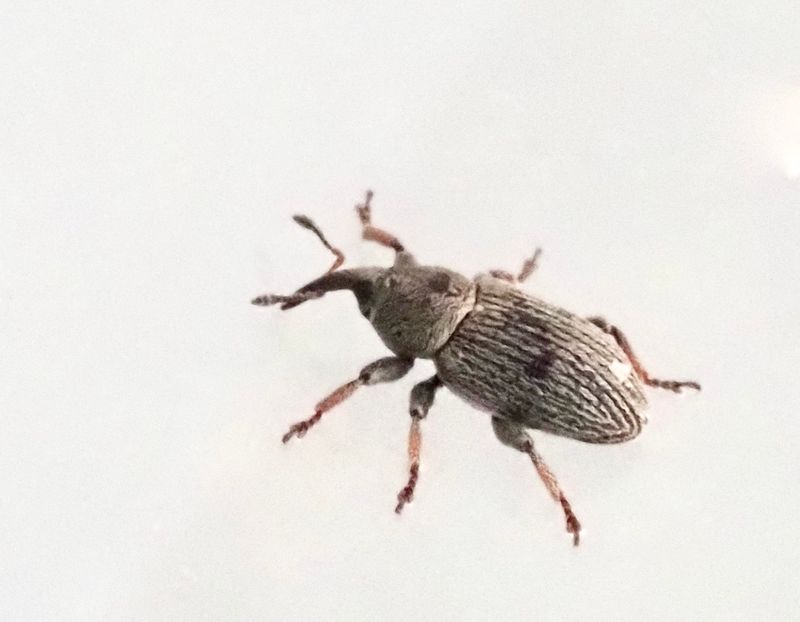 Vitklöverbaljvivel, Tychius picirostris .jpeg