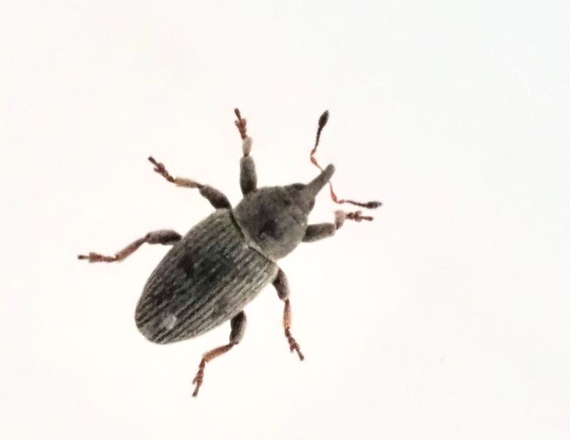 Vitklöverbaljvivel, Tychius picirostris .jpeg