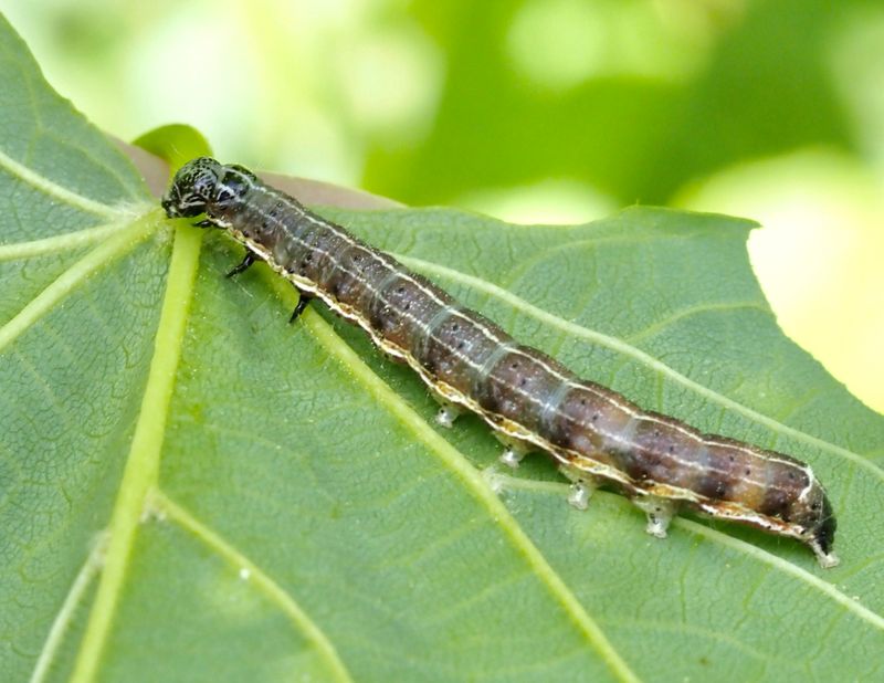 Mindre slgfly (Orthosia cruda).jpg