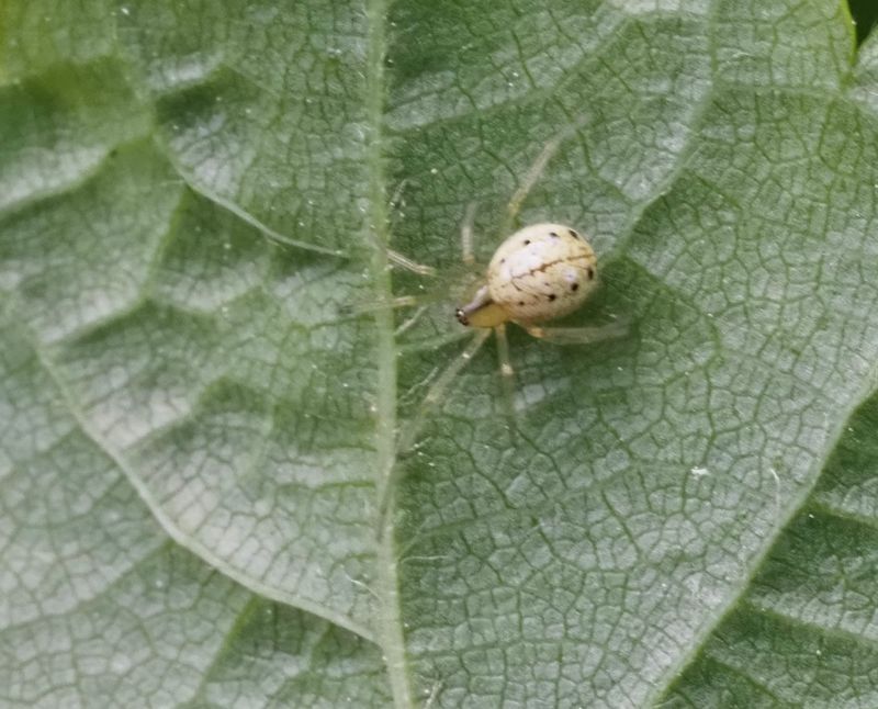 Äggspindel, Enoplognatha ovata. .jpeg