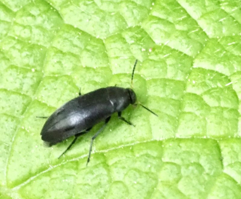 Anaspis rufilabris. jpeg