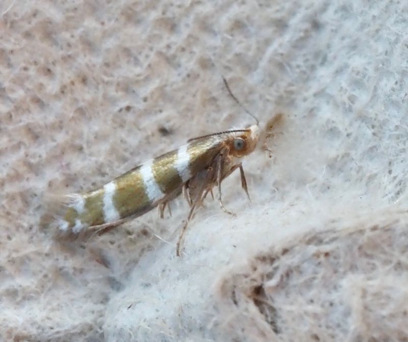 Trdgrdsmal, Argyresthia trifasciata. jpeg