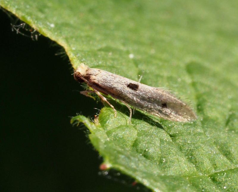 Trepunktsbomal, Tinea trinotella. jpeg