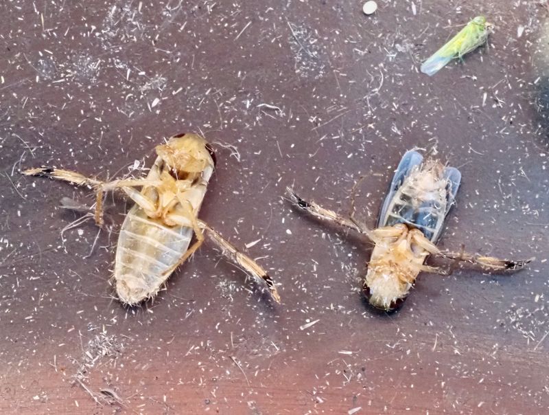 Callicorixa praeusta. jpeg