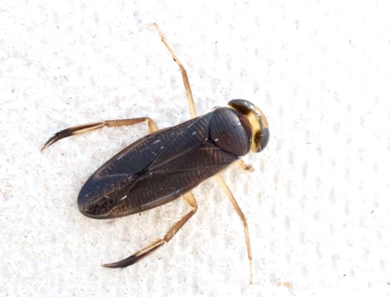 Callicorixa praeusta. jpeg