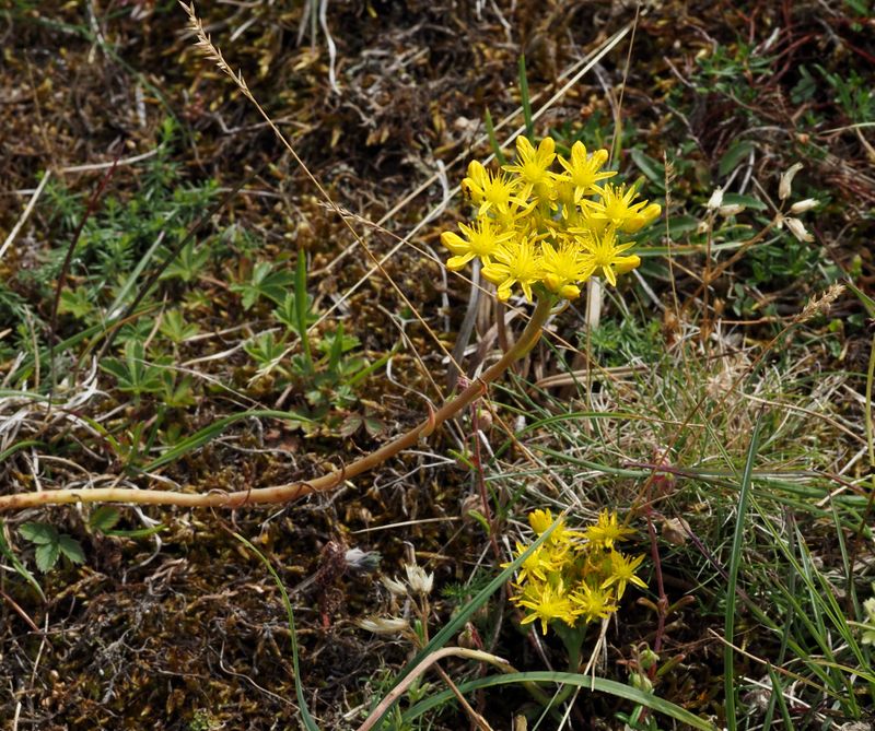 Fetbladsvxter, Crassulaceae