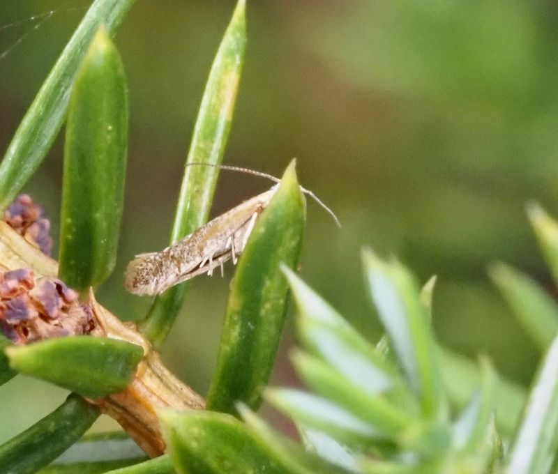Guldbarrmal, Argyresthia aurulentella. jpeg