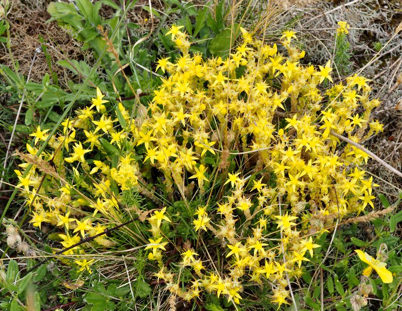 Gul fetknopp, Sedum Carex. .jpeg