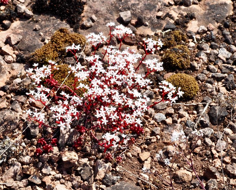 Vit fetknopp, Sedum album. jpeg