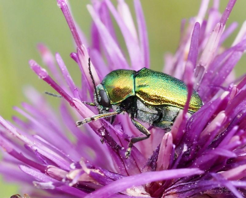 Cryptocephalus servicehus. jpeg