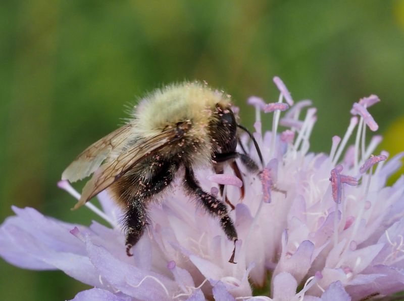 Haghumla, ljudformat, Bombus sylvarum. .jpeg