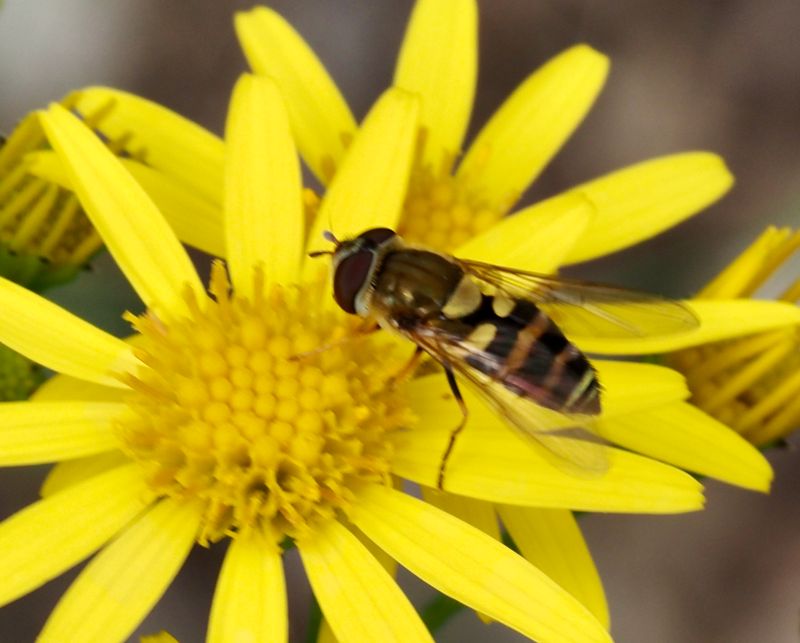 Strre brynfltblomfluga, Epistrophe grossulariae. jpeg
