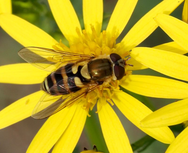 Strre brynfltblomfluga, Epistrophe grossulariae. jpeg