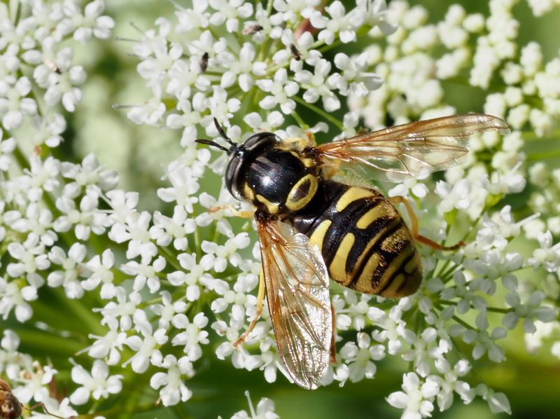 Klaffgetingfluga, Chrysotoxum cautum. .jpeg