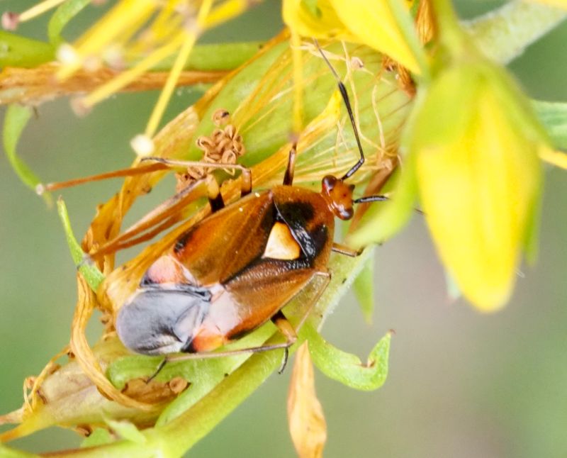 Deraeocoris ruber. .jpeg