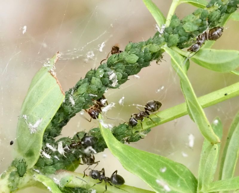 Aphis chloris. .jpeg
