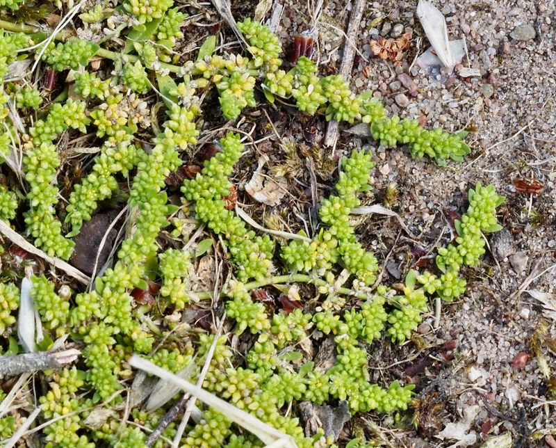 Knytning, Herniaria glabra .jpeg