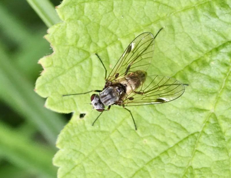 Chrysopilus fristats Female .jpeg