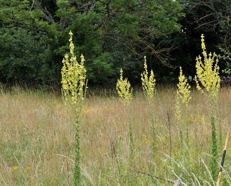 Praktkungsljus, Verbascum speciosum. .jpeg