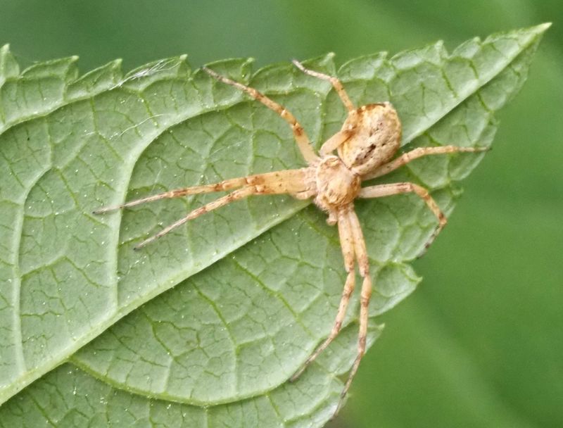 Blek snabblöpare, Philodromus albidusjpeg