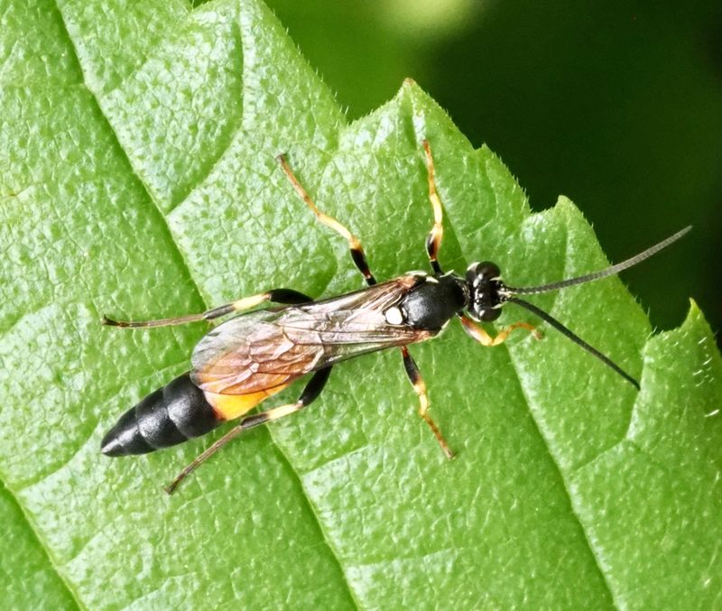 Ichneumon haemorrhoicus .jpeg
